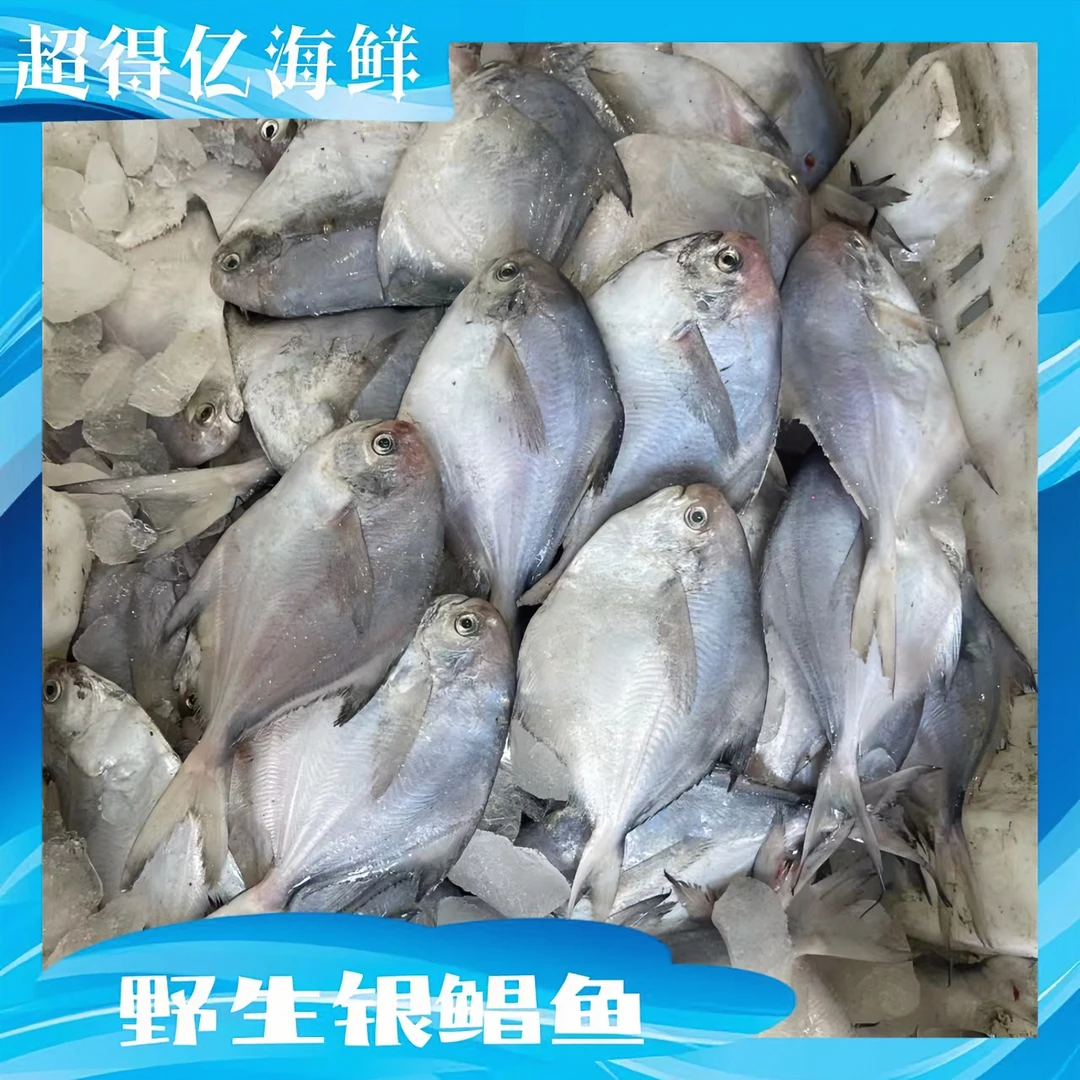 大连纯野生银鲳鱼，嘎嘎新鲜，食用美味，【大连顺丰直发】。