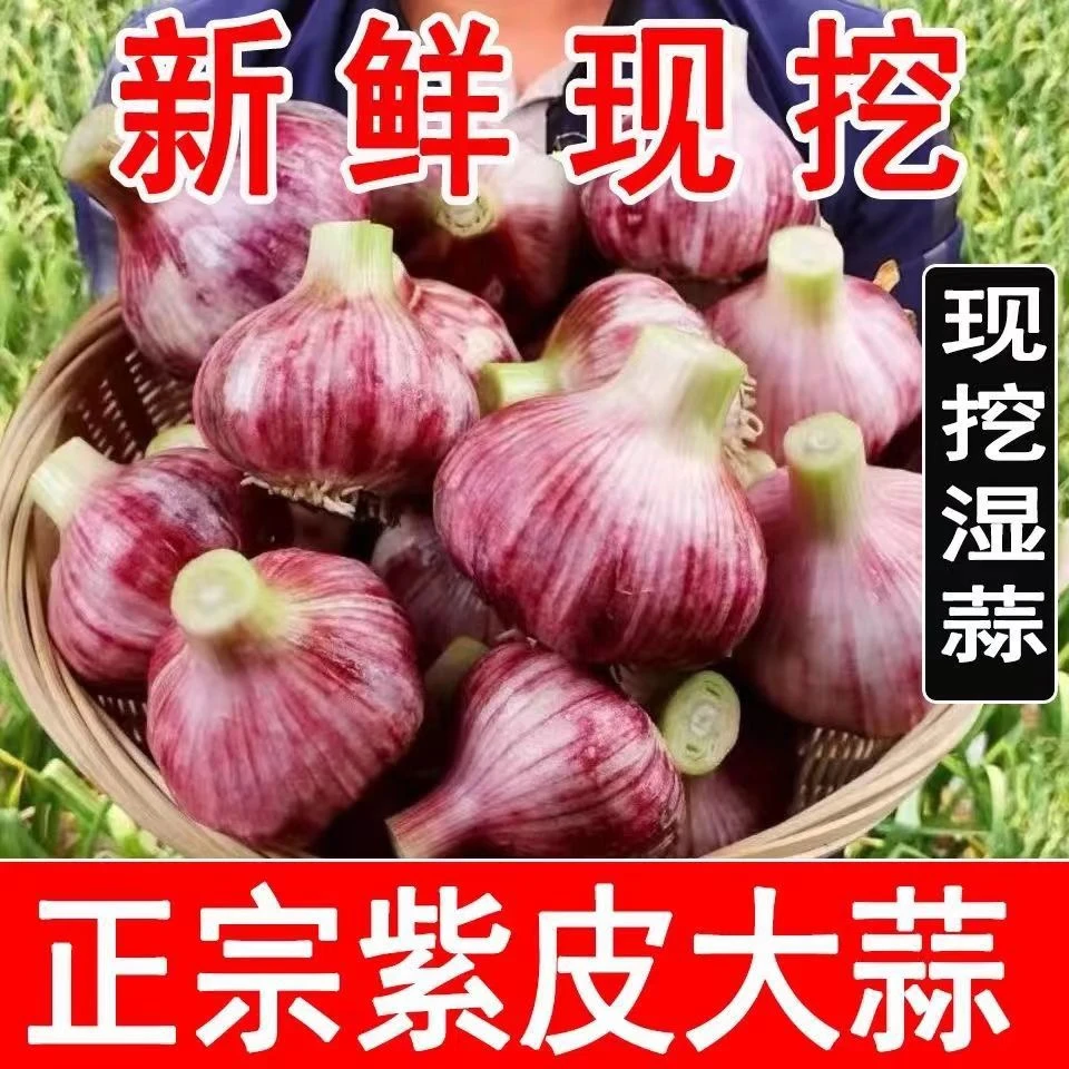 新鲜现挖鲜大蒜腌制糖醋蒜腊八蒜首选