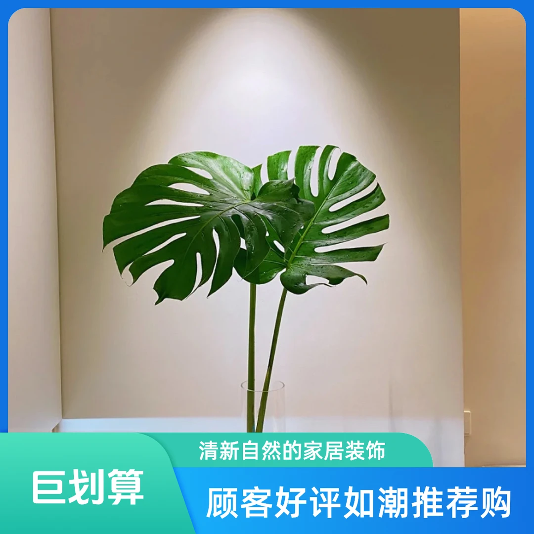 80-100高巨叶A类水培老桩龟背竹好养易活绿植盆栽懒人绿植