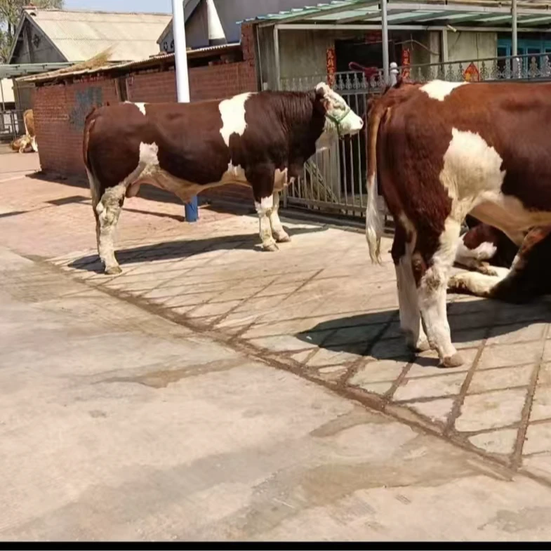 自家牛场饲养调节剂