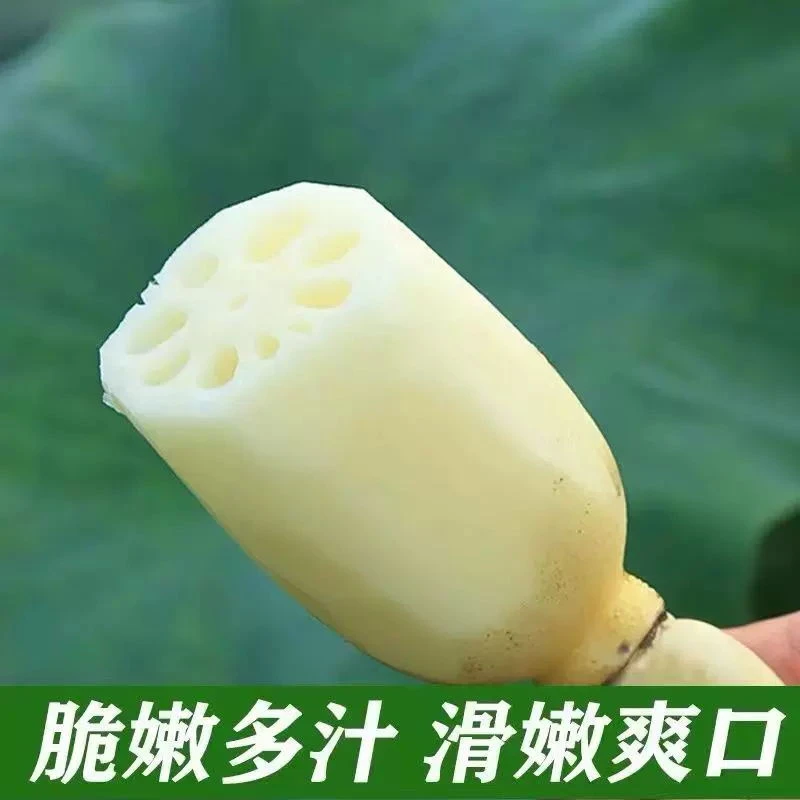 莲藕新鲜湖北武汉蔡甸特产嫩藕生吃炒藕非藕带凉拌宝宝藕观赛搭子