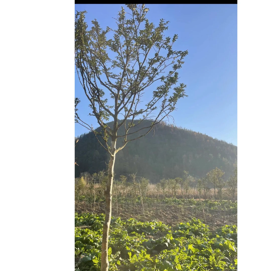 湖北小叶黄杨绿植盆栽