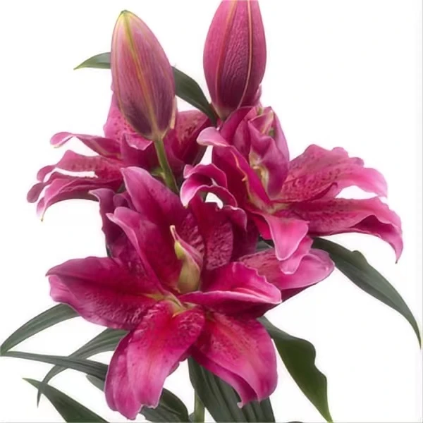 【达琳达鲜切花】火凤皇 重瓣香水百合