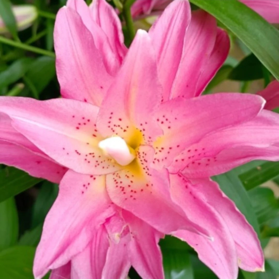 【帕特西亚鲜切花】重瓣百合香水百合鲜花鲜切花