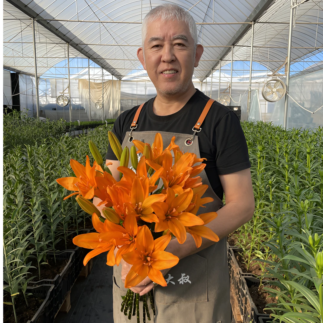 【橙公主】18/20LA亚百荷兰进口多头多年生盆栽地栽百合种球包对版