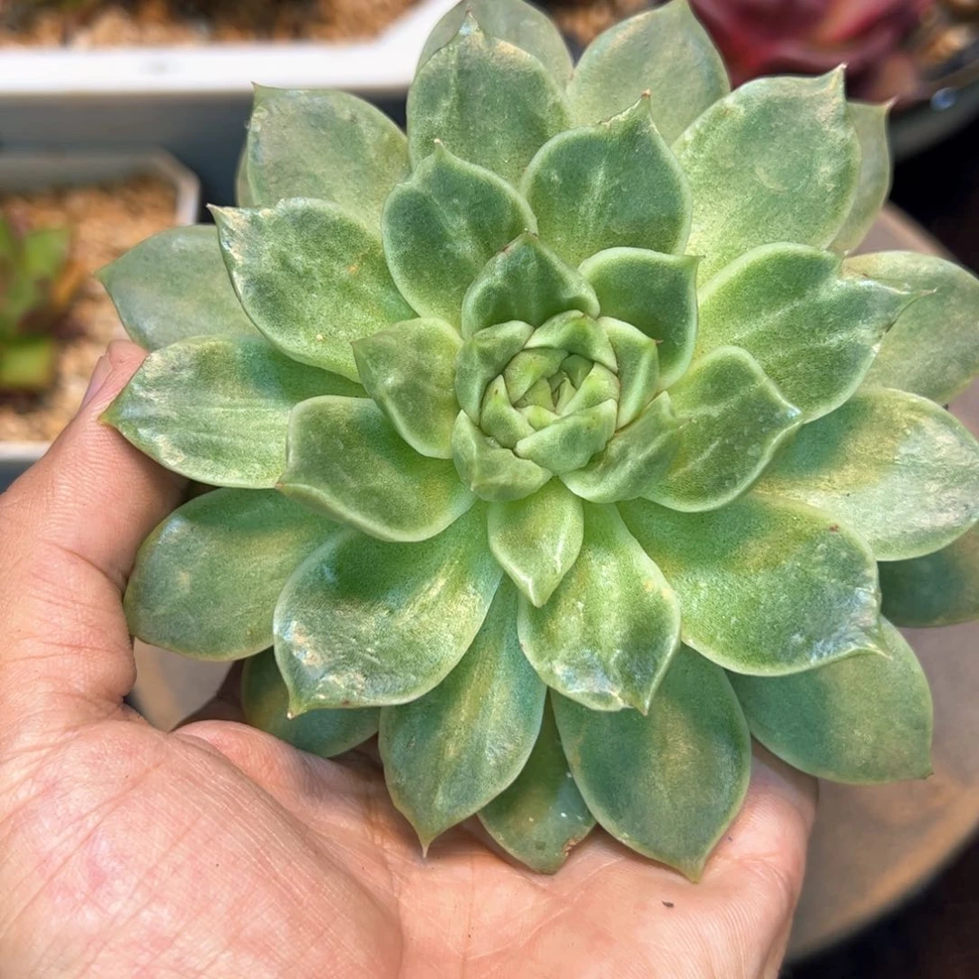 变异拉丝，多肉植物