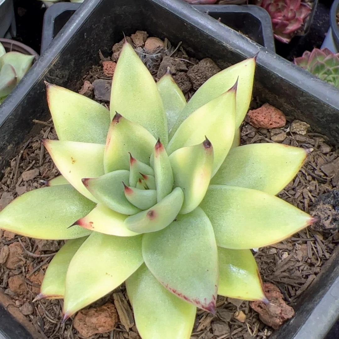 魔王黄金体，多肉植物