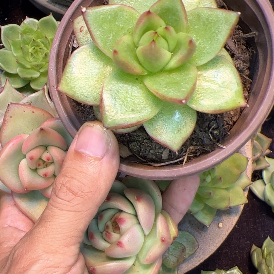 多肉植物，多肉植物