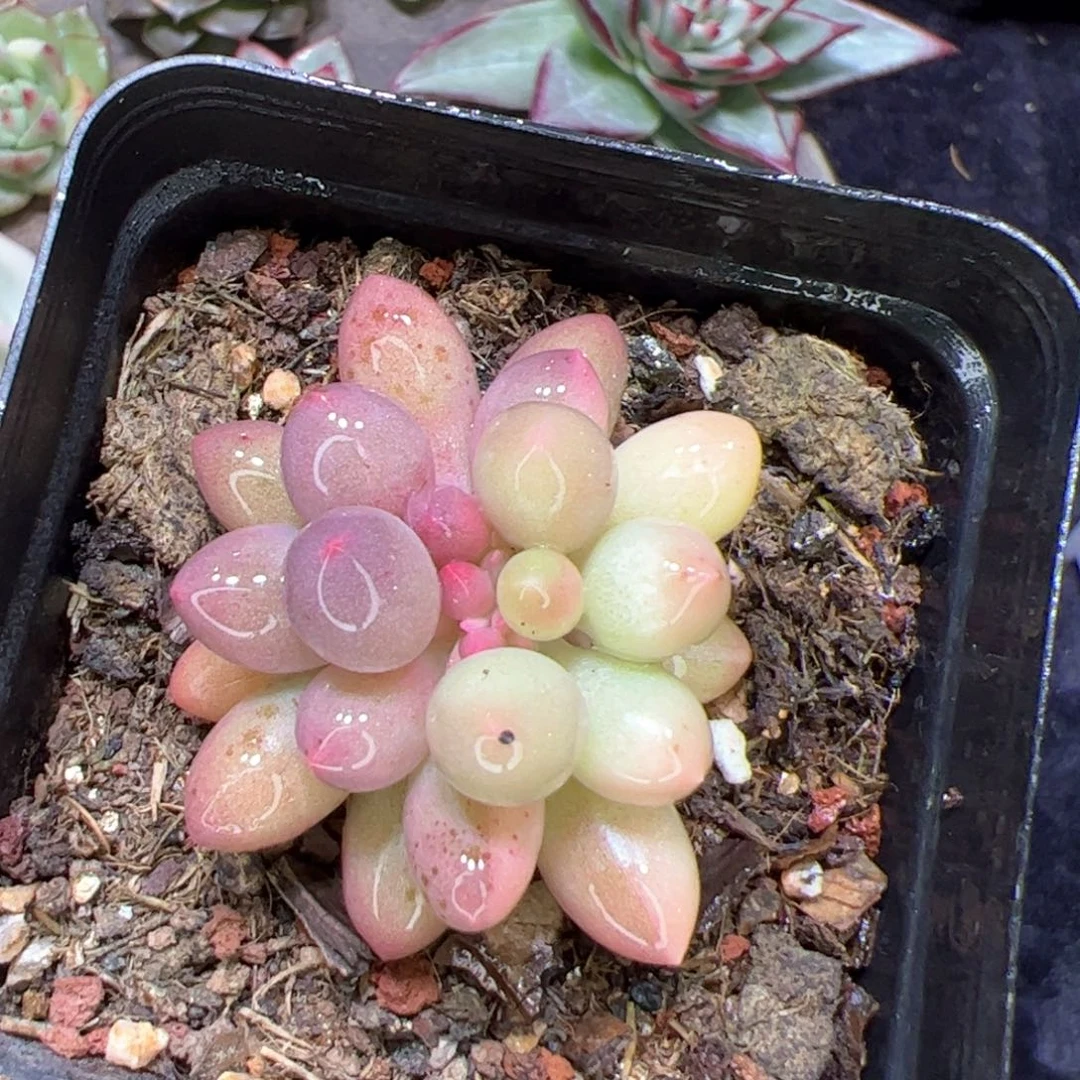 牧**凤多肉植物，多肉植物