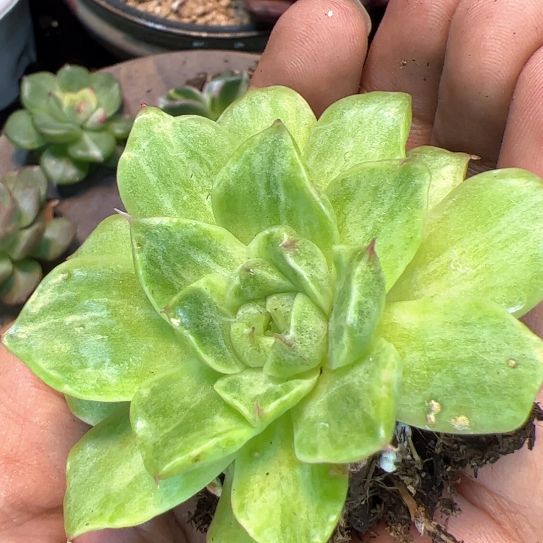 多肉植物，多肉植物
