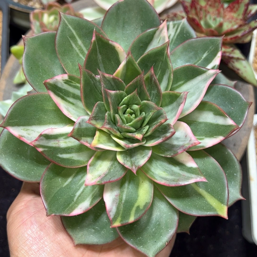 超大彩锦花脸，多肉植物