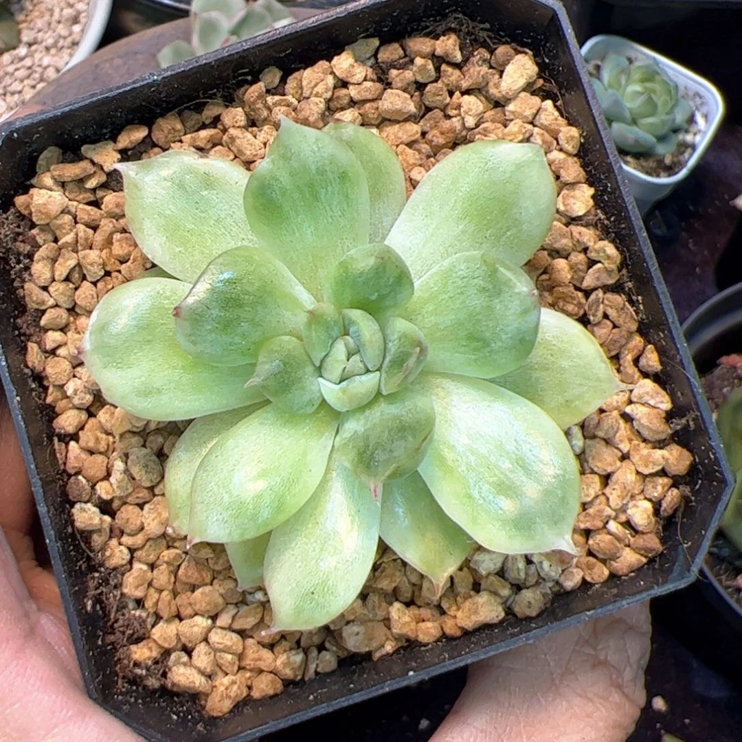 花脸虎皮锦，多肉植物