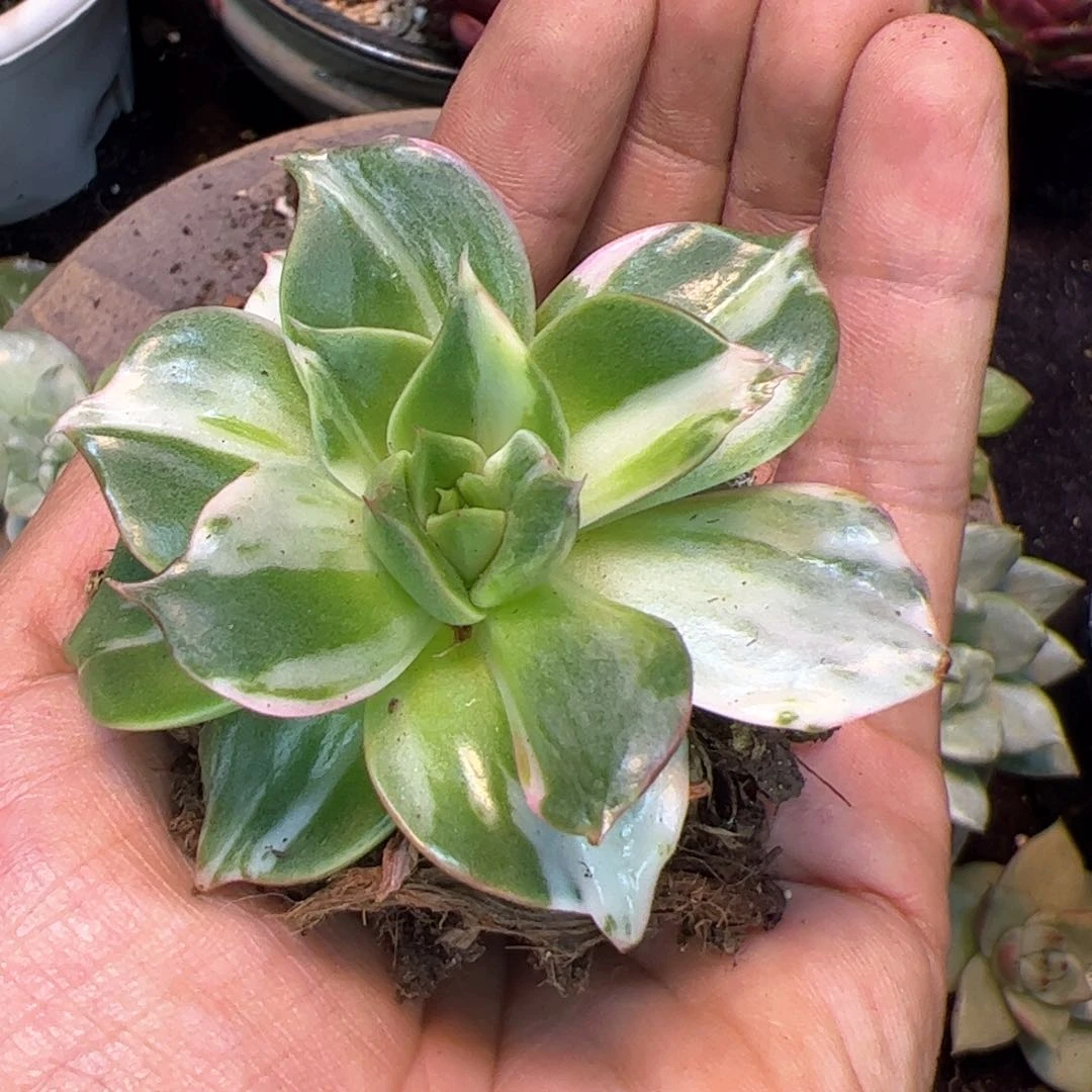 用****5多肉植物，多肉植物