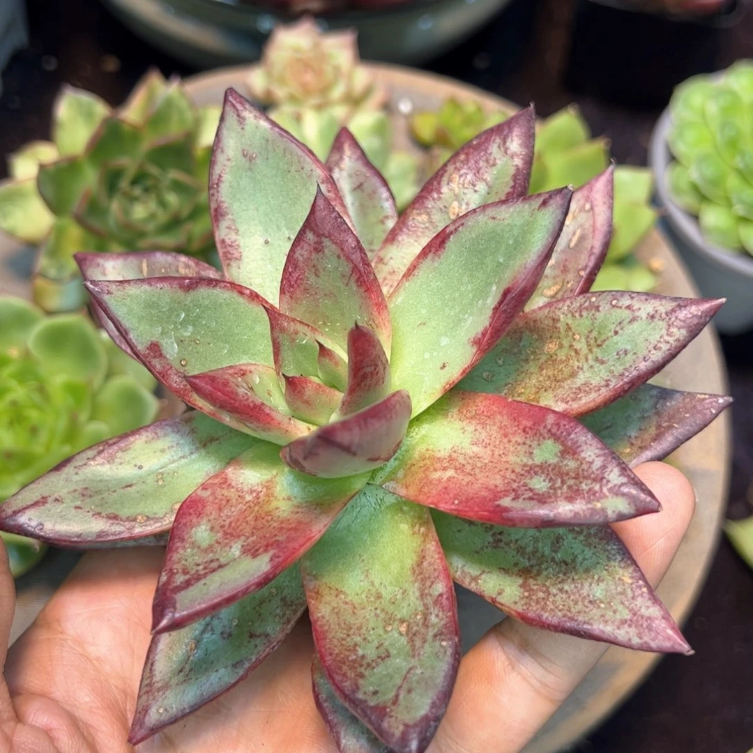 石化拉丝，多肉植物