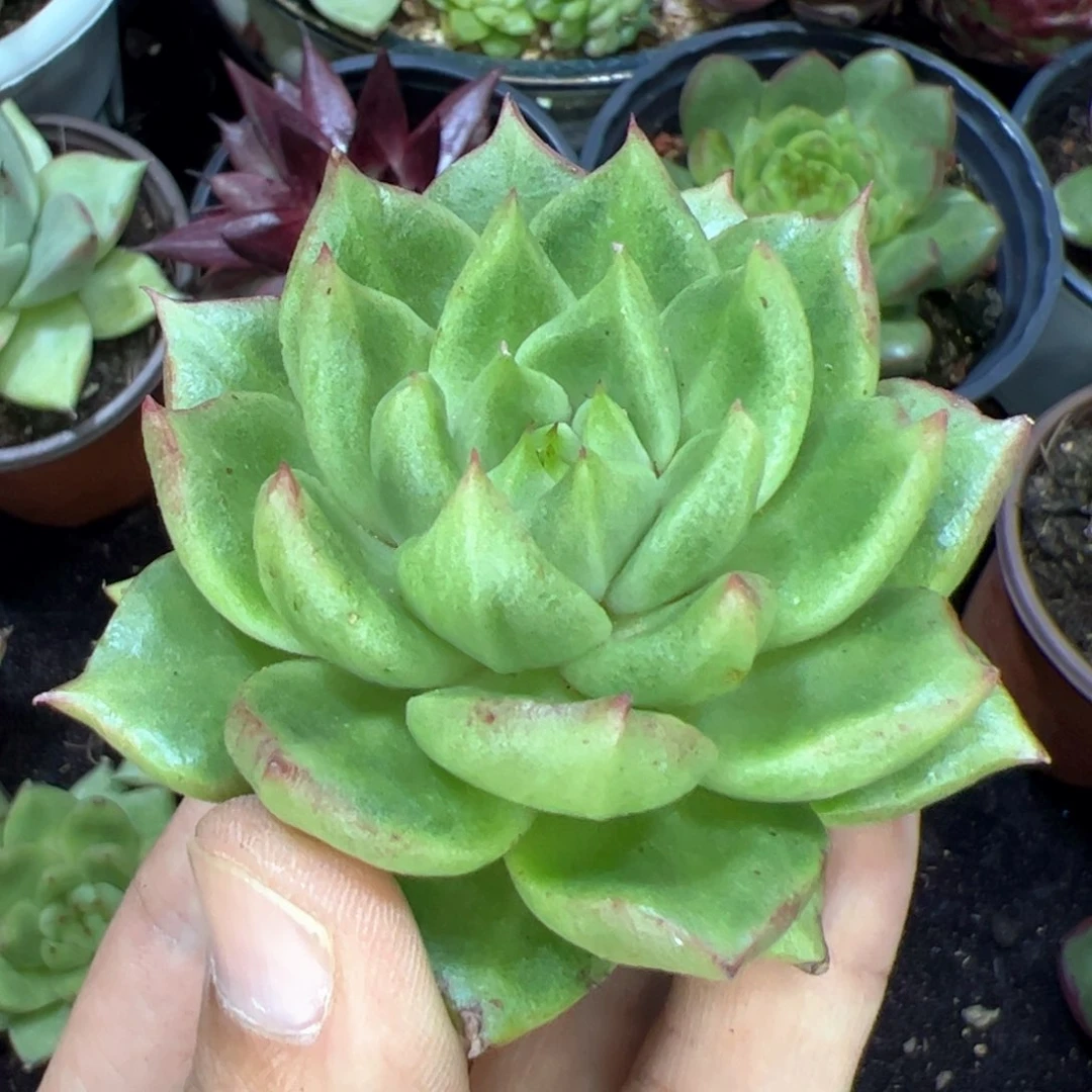 多肉植物,多肉植物