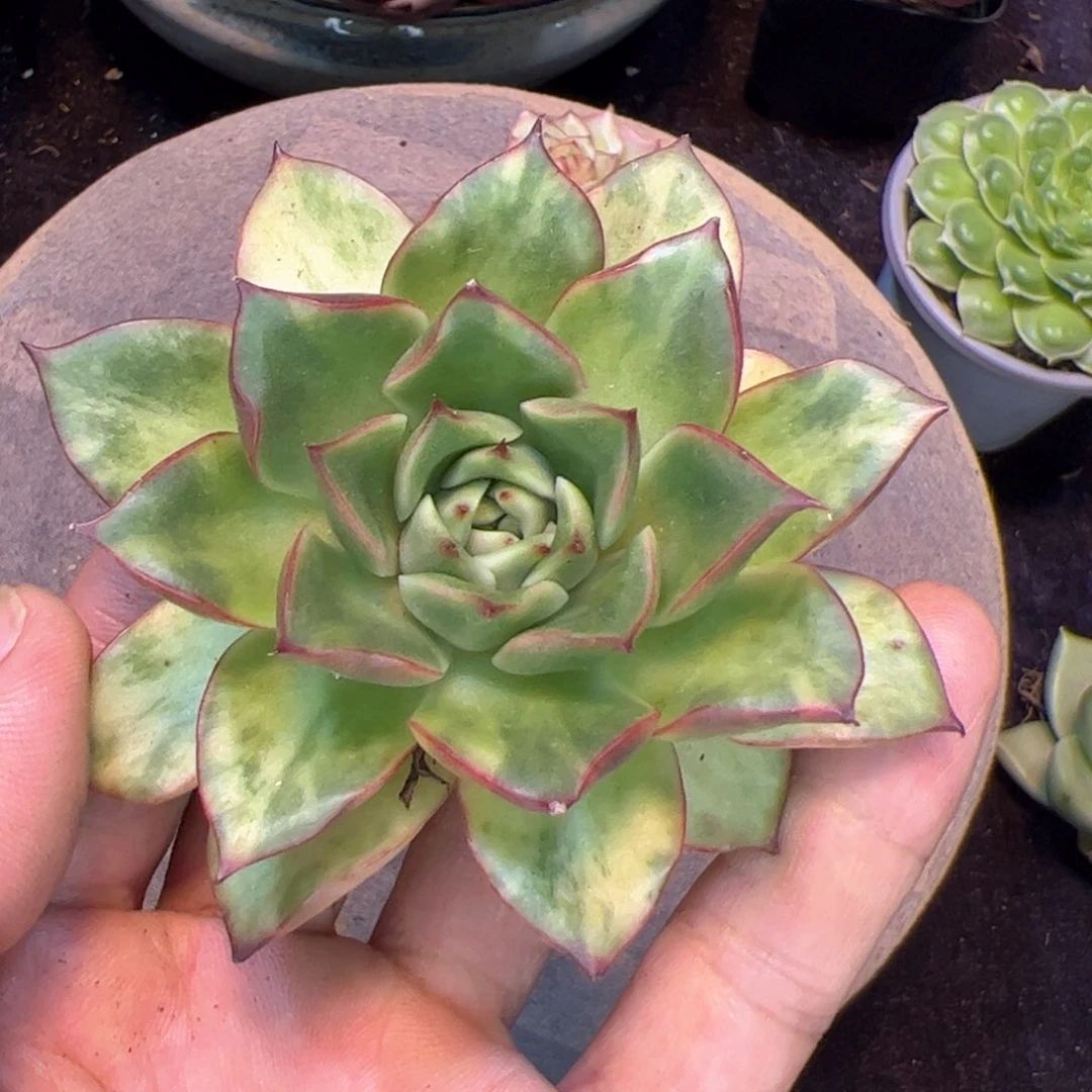 虎皮锦，多肉植物
