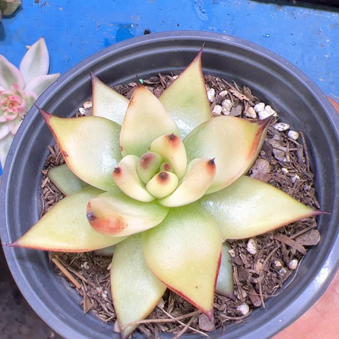 黄金体，多肉植物