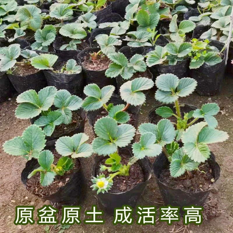 草莓苗四季盆栽原盆土发货适宜南北方庭院阳台种植果树苗当年结果