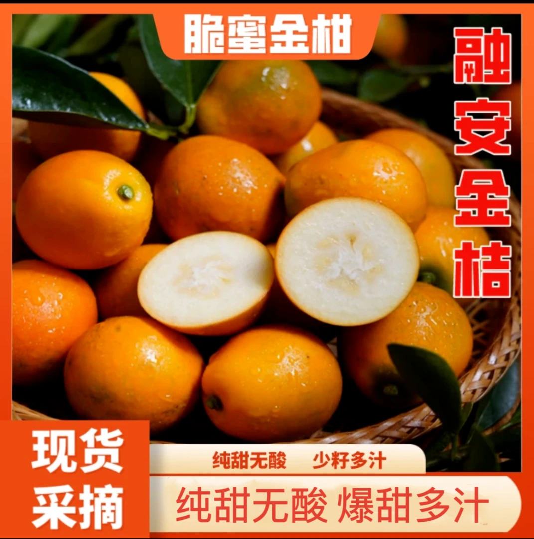 【现摘现发】广西融安脆皮金桔新鲜水果桔子当季甜脆冰糖皮薄yx1