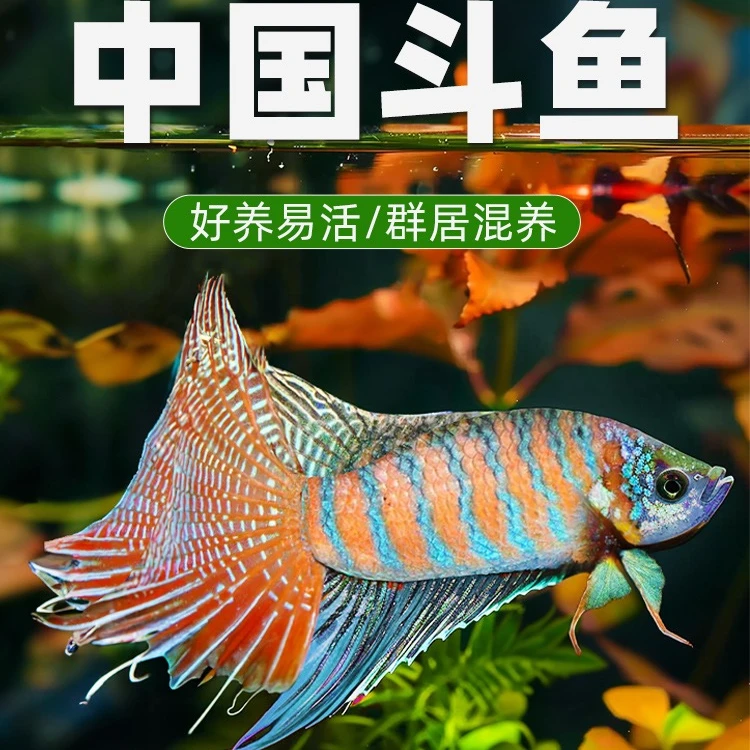 巨普新春懒人养宠物鱼国斗活体冷水观赏鱼好养活巨普蓝吉罗观赏鱼