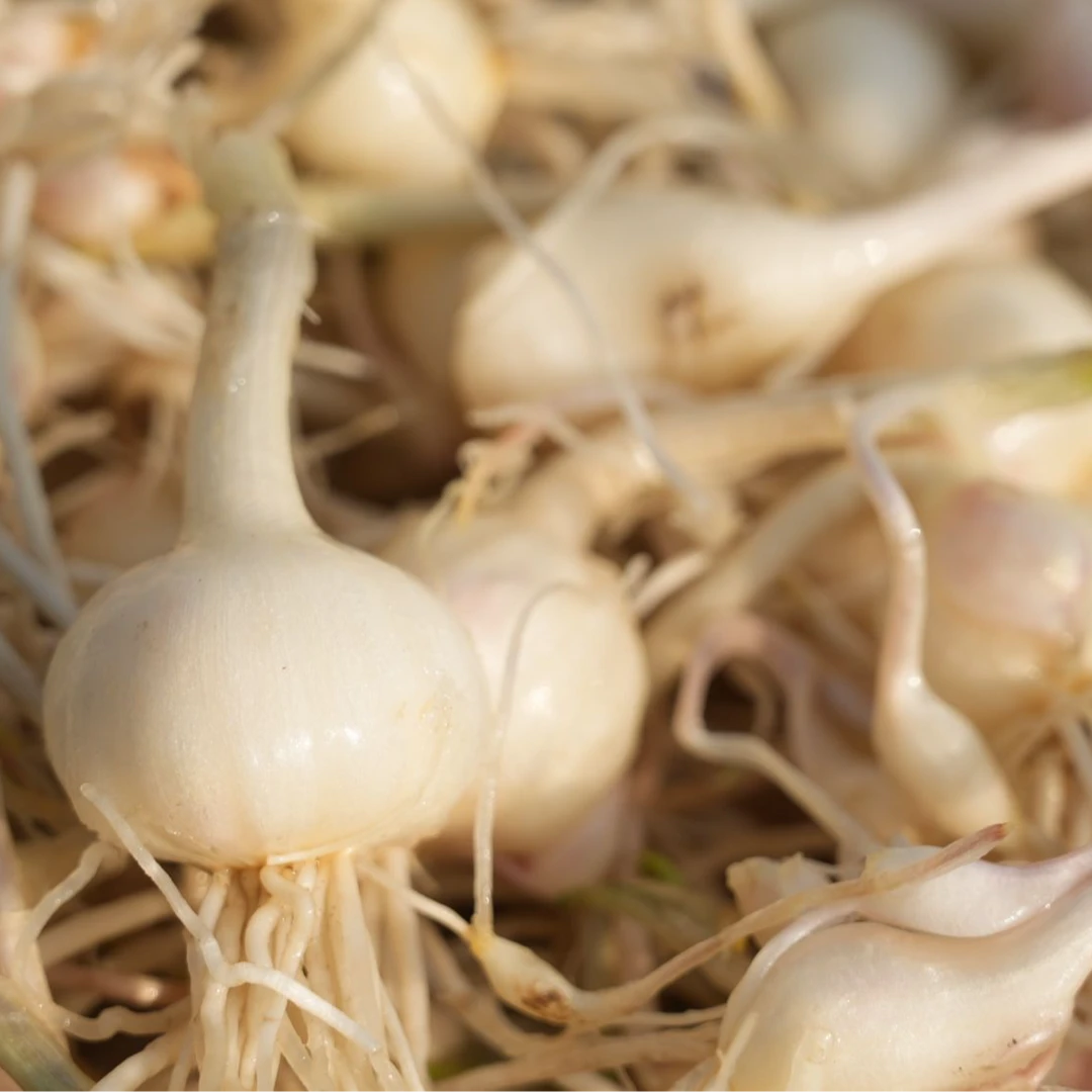 5斤东北山野菜小根蒜，千亩种植，品质保证，带土保鲜发货