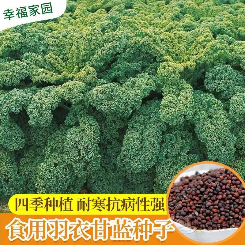【羽衣甘蓝】观赏食用卷叶冬春季耐寒蔬菜种子四季盆栽菜精品