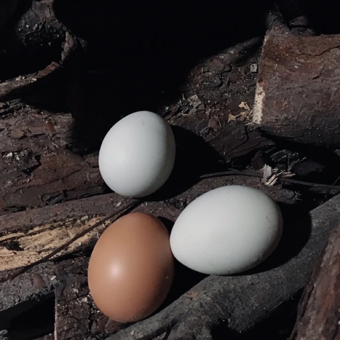 大别山农家散养土鸡蛋30枚包邮