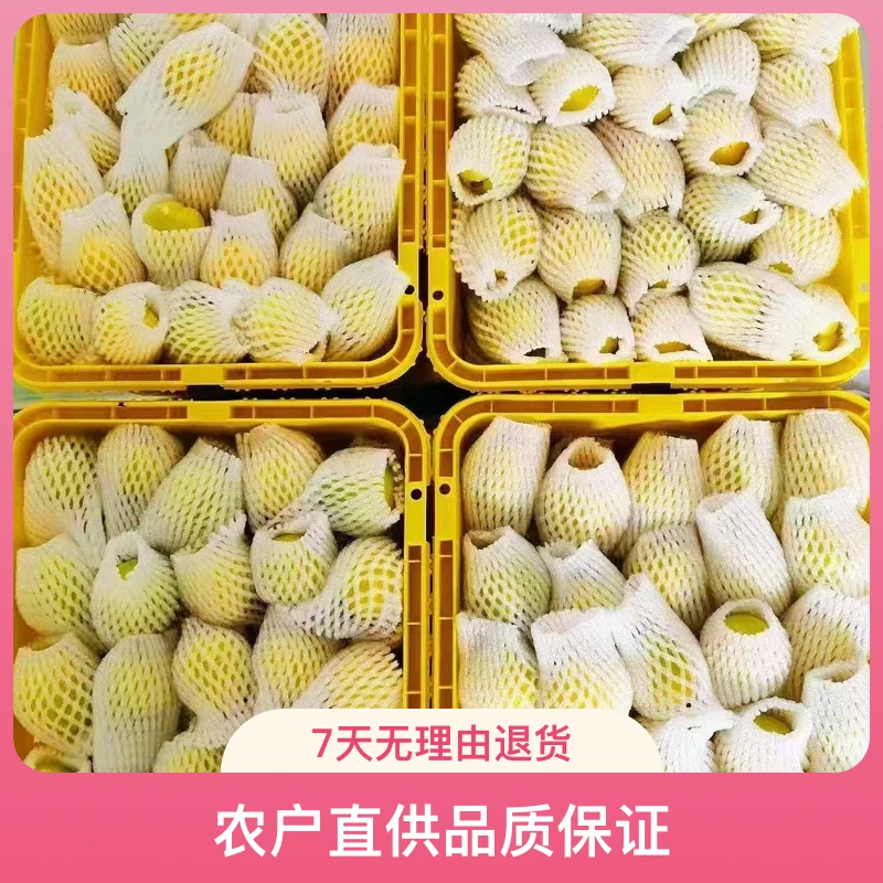 【全国空运包邮】新疆小白杏  3.5斤净重