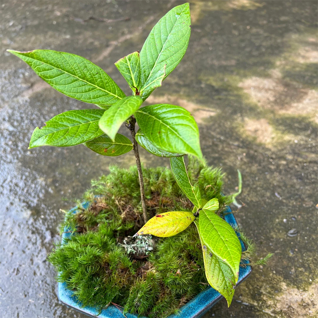 云南网红植物大叶树萝卜