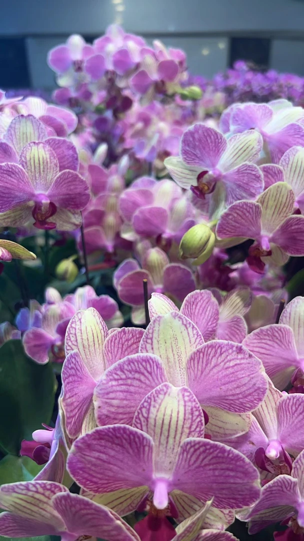 【双色鸟】粉绿系蝴蝶兰室内种植观赏送礼带花发货