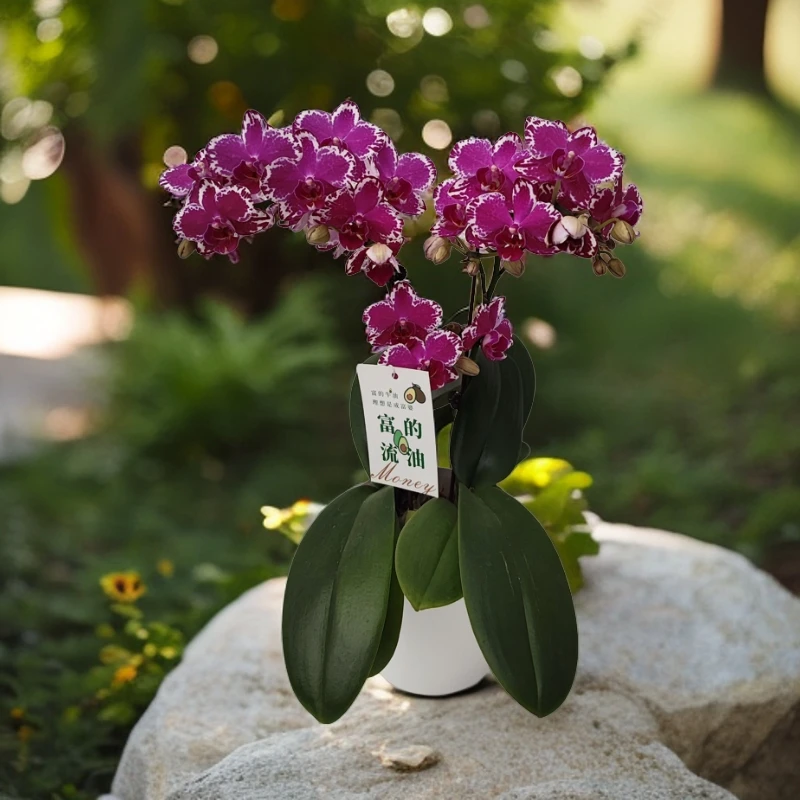 【朱古力】蝴蝶兰室内种植观赏送礼带花发货
