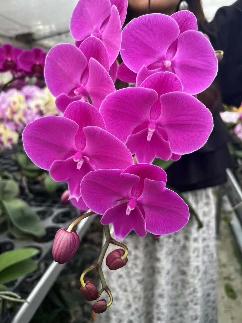 【红豆大舌头】蝴蝶兰室内种植观赏送礼带花发货