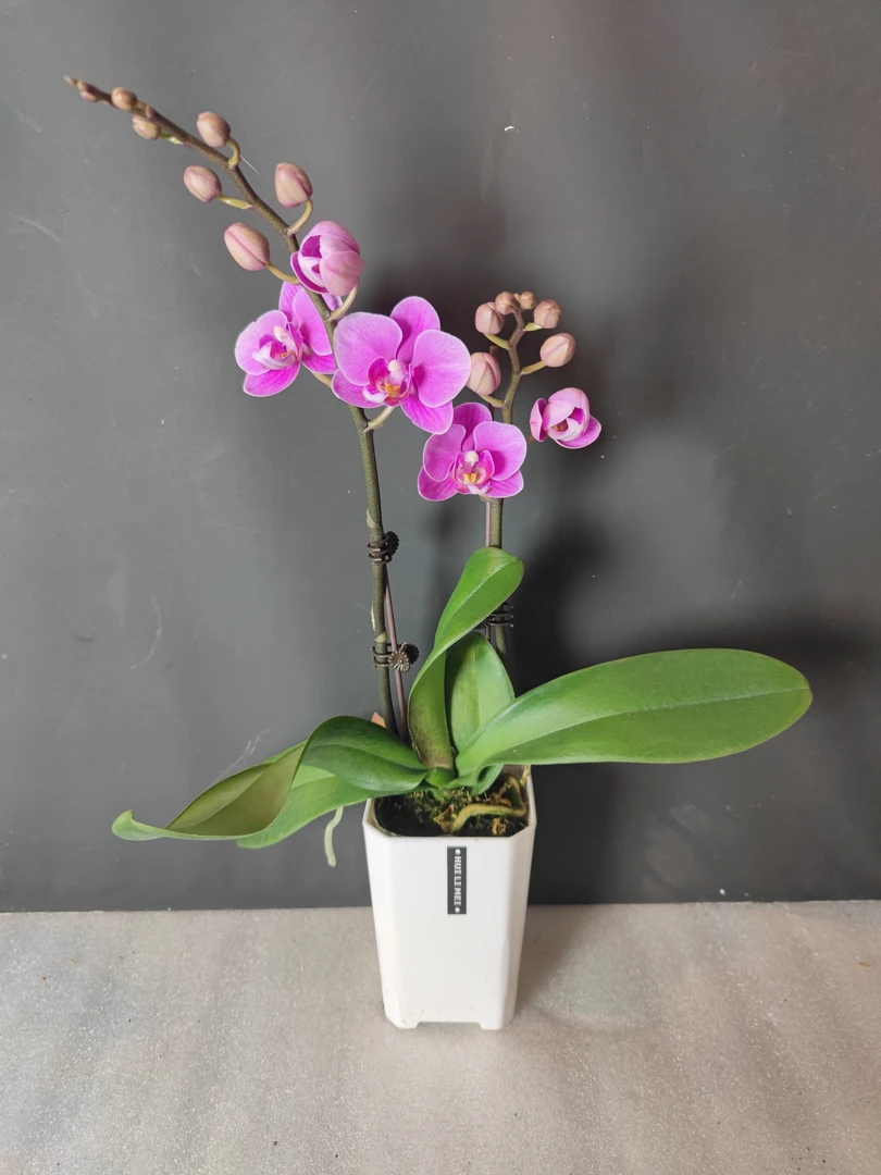 【骄阳公主】粉色素雅蝴蝶兰室内种植观赏送礼带花发货