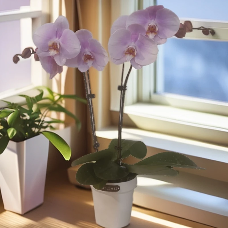 【粉烟雨】粉红色系蝴蝶兰室内种植观赏送礼带花发货