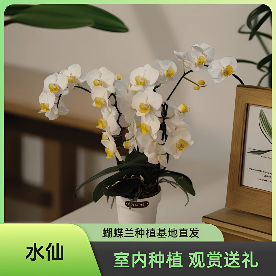 【水仙】蝴蝶兰 室内种植 观赏送礼 带花发货