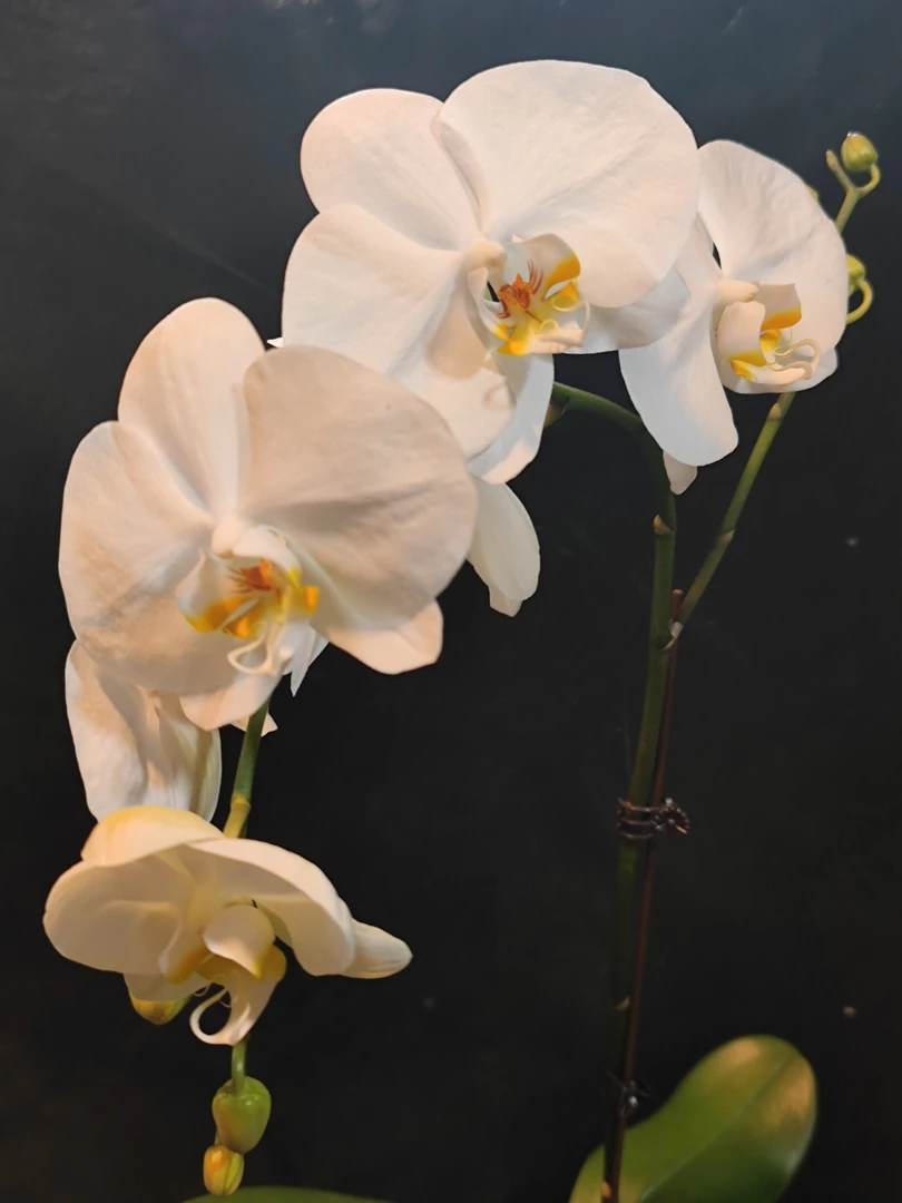 【剑桥】纯白色系蝴蝶兰室内种植观赏送礼带花发货