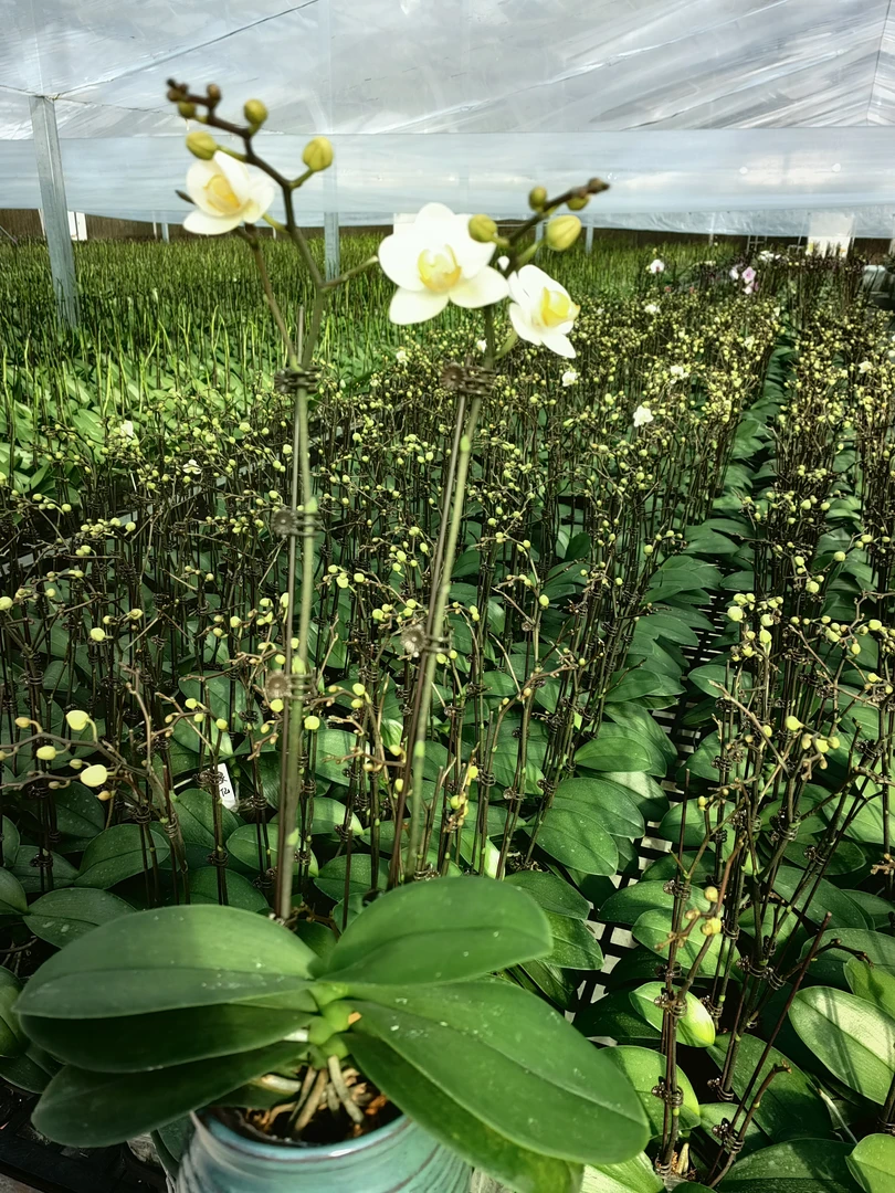 杂花两株起拍3.5或3.0不理赔一物一拍