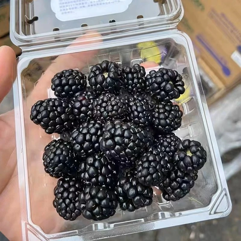 怡颗莓  黑莓一份是6盒  750克