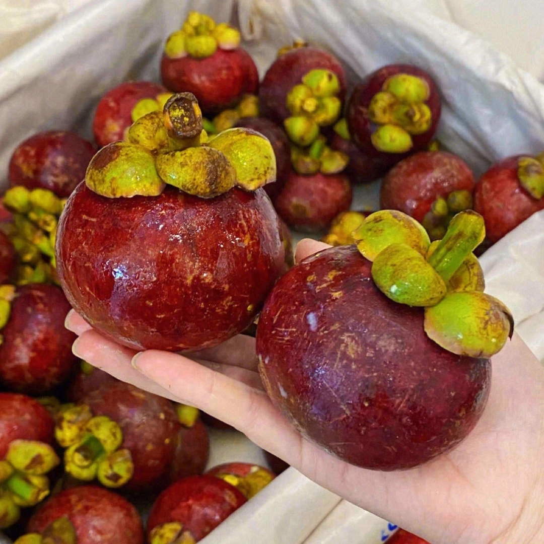 6A泰国山竹一件毛重7公斤（5颗含以内坏果免赔）