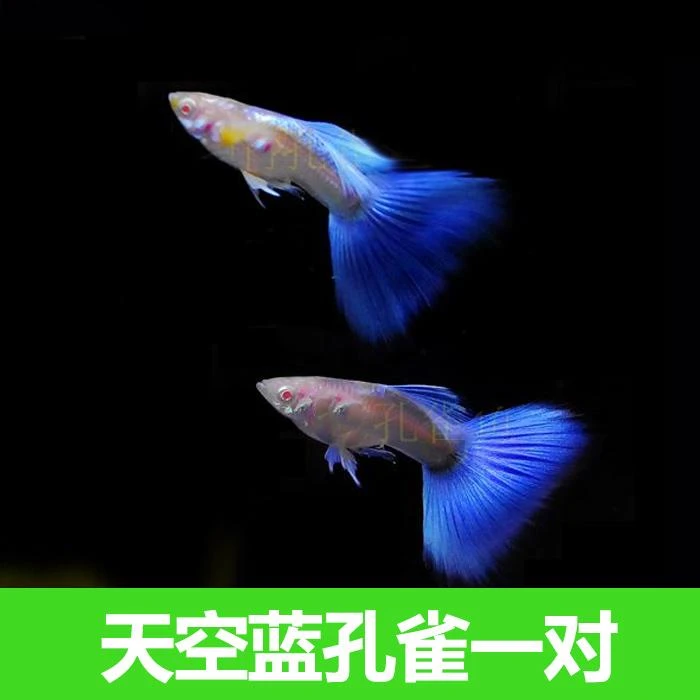 孔雀鱼小型热带鱼孕母好繁殖耐养新手好养观赏鱼孕母