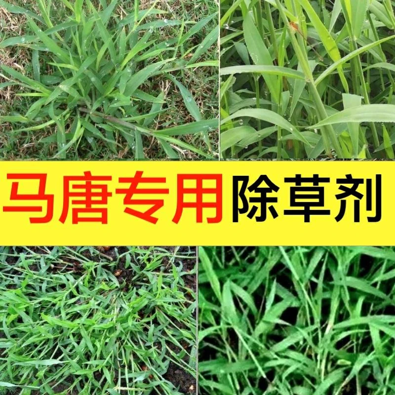 草坪除马唐净二氯喹啉酸稗草狗尾巴草尖叶杂草烂根农药除喷施多种