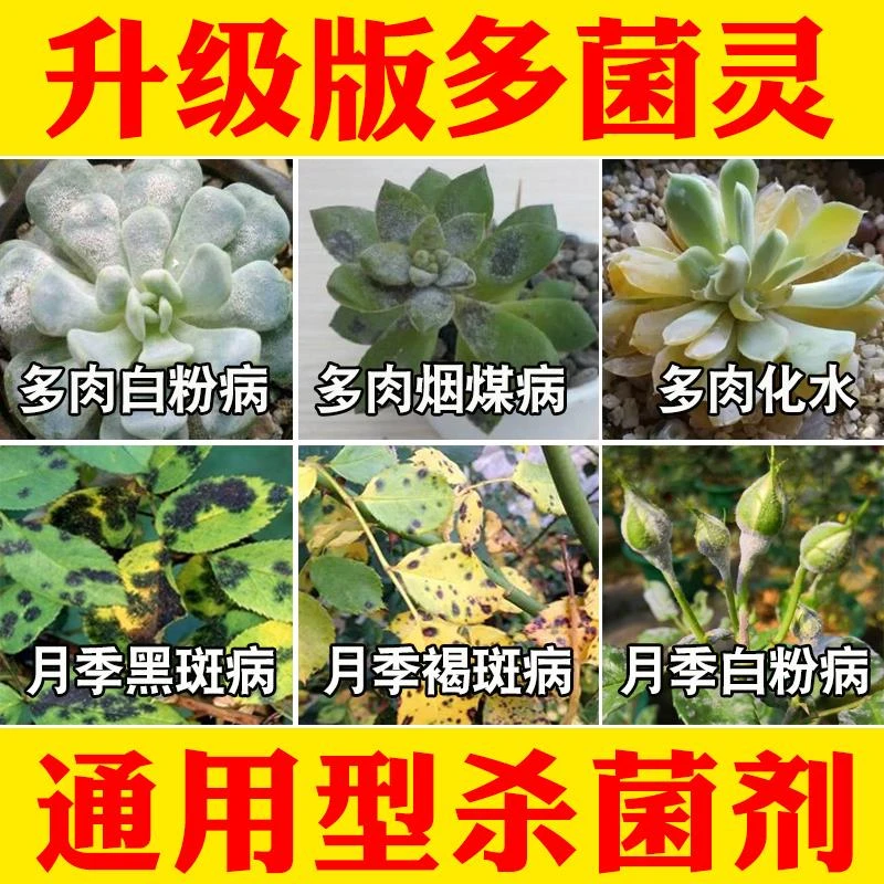 多菌灵多肉白粉病专用药月季黑斑病花卉玫瑰植物通用百清灭杀菌剂