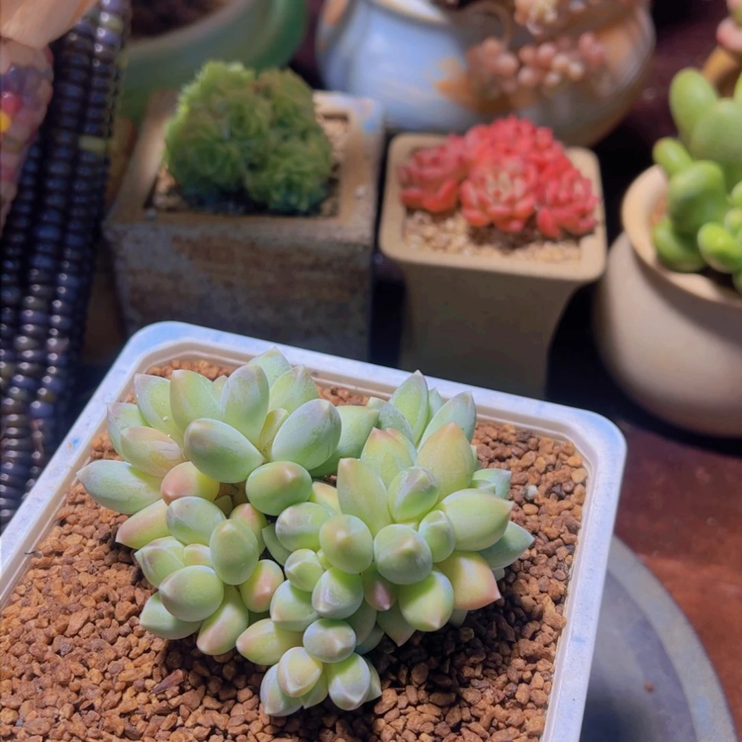 行****兵多肉植物，松香美人