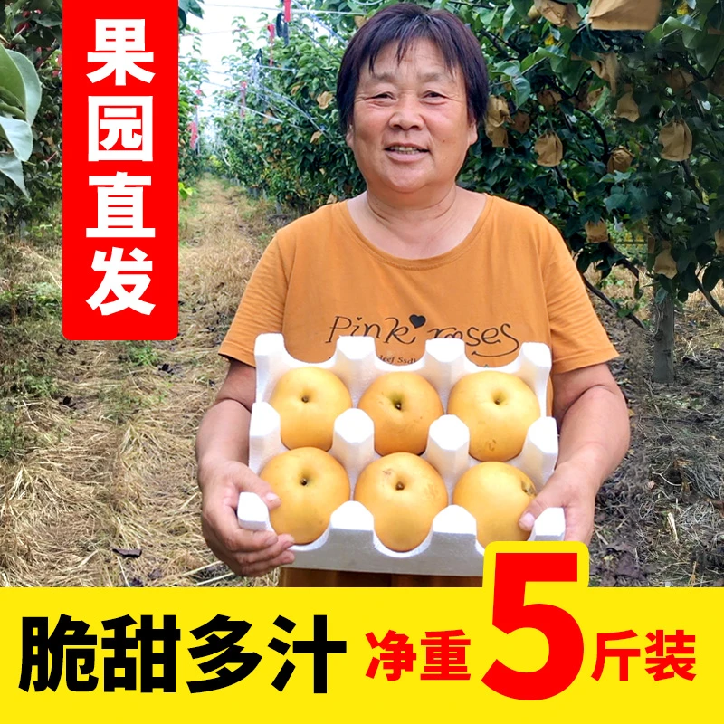 冰糖丰水梨5斤当季梨子新鲜水果整箱现摘应季黄梨产地直发F