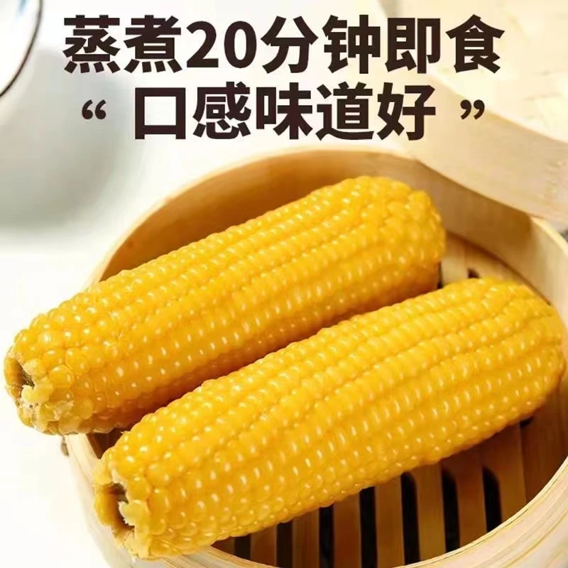 宝宝糯【到手10根】220-240g/根 到手4.5斤 东北黑土地黄糯玉米