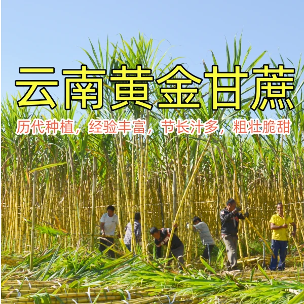 云南德宏黄金甘蔗