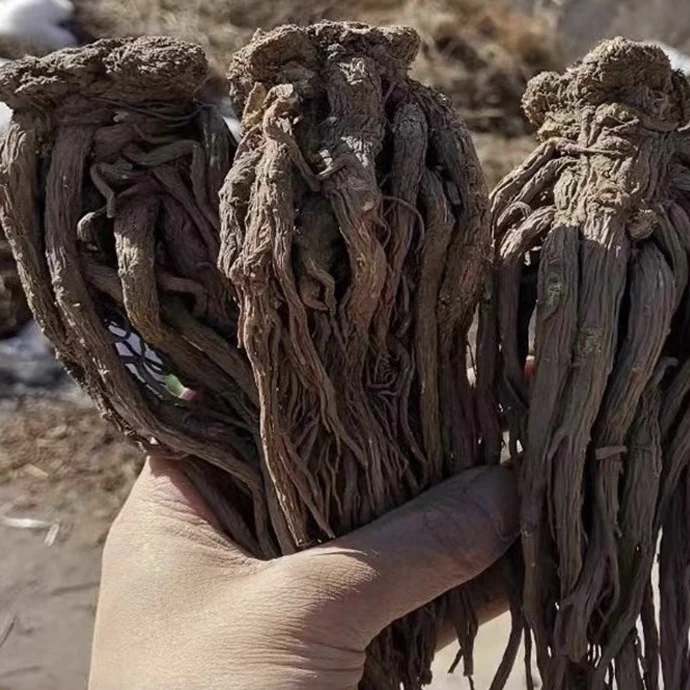 【云南挡归】云南本地下山深山无硫木耳250g