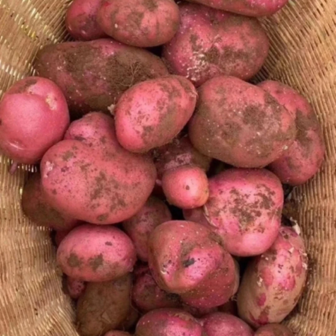 【疯抢】云南土豆红皮黄心土豆高山新鲜蔬菜洋芋马铃薯红土豆开花