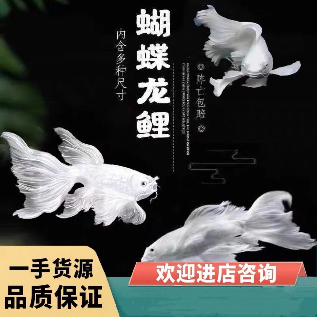 蝴蝶鲤混养观赏鱼鱼苗台湾蝴蝶鲤3-7公分长尾大鳍潜力型冷水鱼