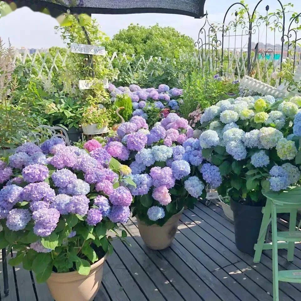绣球花种籽活好种盆栽花草植物鲜花花籽室内室外四季开混色花籽
